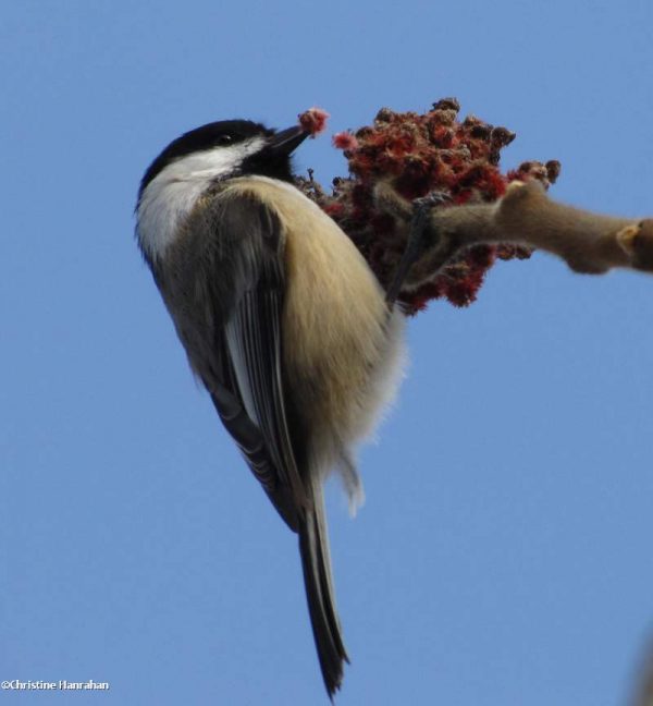 black capped chickadee eating sumac OFNC