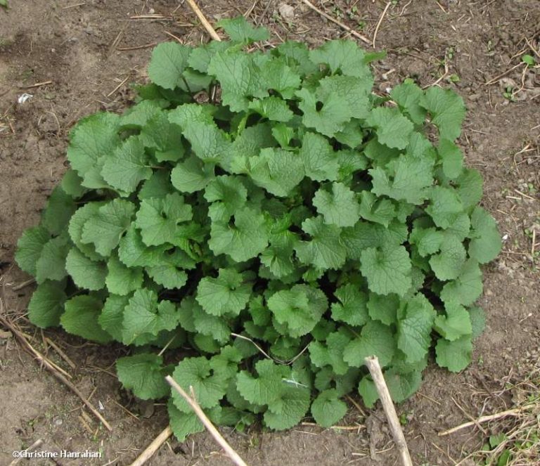 garlic mustard basal rosette first year plants OFNC