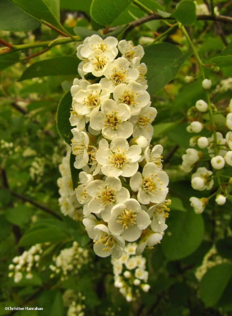 choke cherry blossoms OFNC