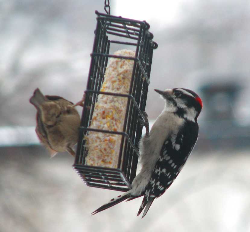 Two birds holding onto a wire box with a suet square inside. One is a downy the other probably a chickadee.