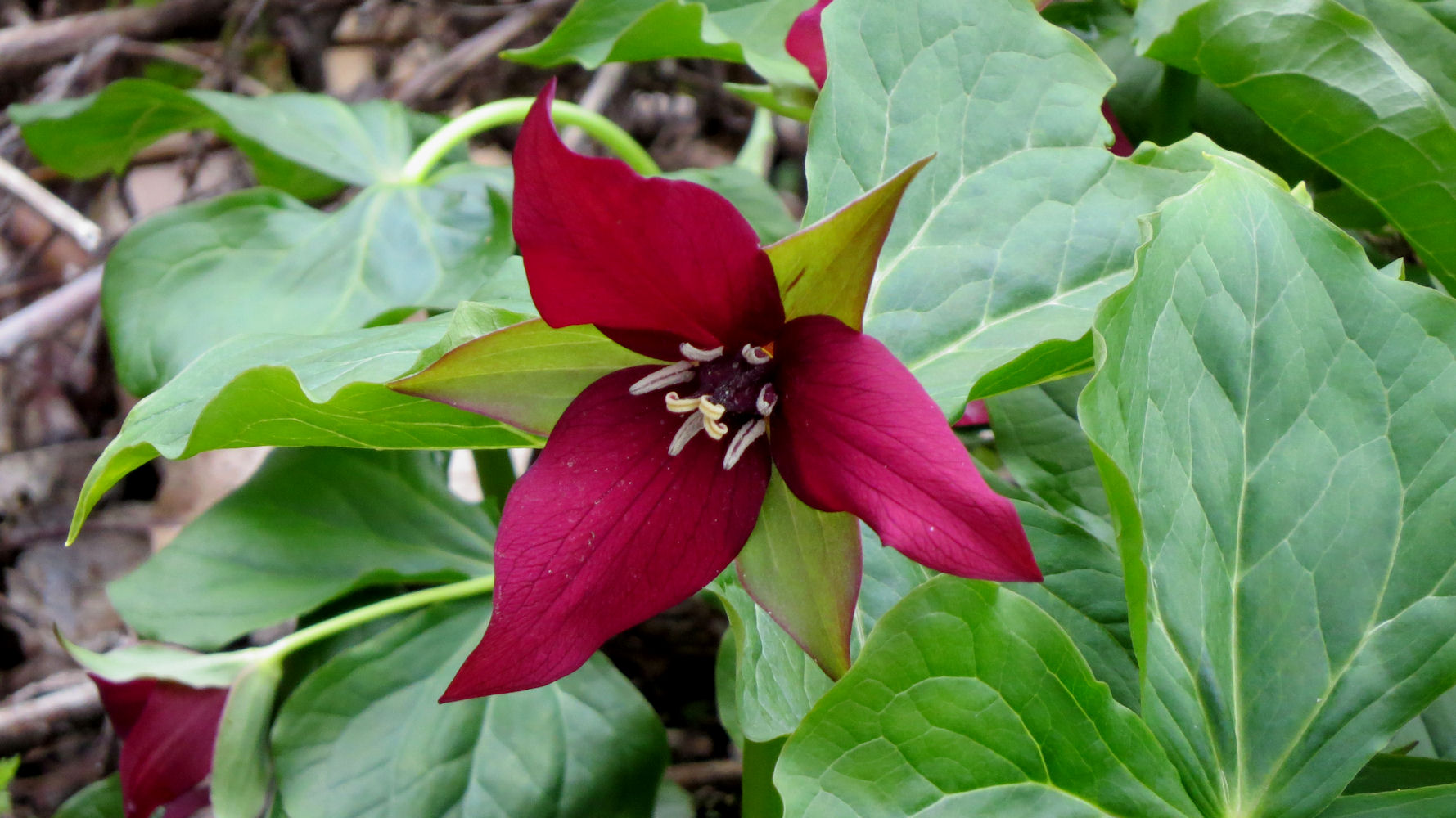Flower has three pointed green bracts, with three offset red petals that look like flower petals. Centre has white antennae-like stamens.