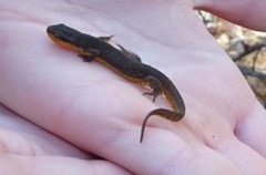 Photo of Eastern Newt in hand