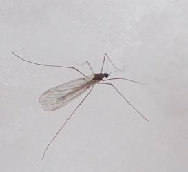 Photo of small midge that alighted on the snow