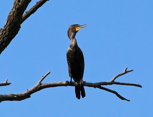 Proposed cormorant hunt: what to know and what to do