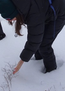Photo of Macoun Club leader examining winter plant in the snow