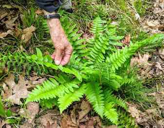 Photo of Christmas Fern with newly grown fronds, with fertile tips