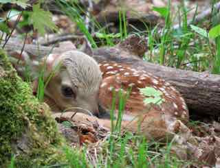 Photo of White-tailed Deer fawn curled up on forest floor