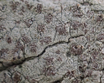 Photo of crustose lichen Arthonia fuliginosa
