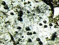 Photo of lichen Anisomeridium polypori