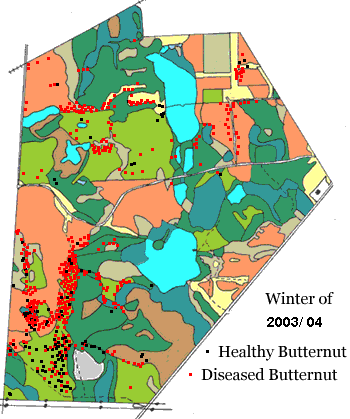 Map of Macoun Club Study Area showing spread of Butternut Canker Disease in 2004