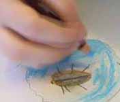 Photo of child's hand drawing a beetle during nature-art workshop