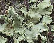 Photo of Allocetraria oakesiana lobes