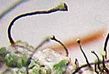 Photo of Chaenotheca laevigata apothecia