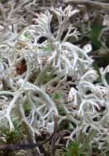 Photo of a few branches of lichen Cladonia rangiferina
