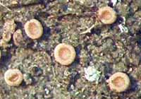 Photo of lichen Dimerella pineti (Coenegonium pineti)