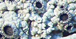 Photo of lichen thallus and fruiting bodies, Diploschistes muscorum