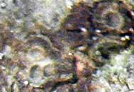 Close-up photo of fruiting bodies, Ionaspis alba