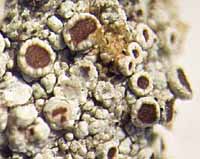 Photo of lichen Lecanora glabrata