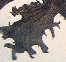 Photo of lobe of lichen Leptogium tenuissimum