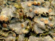 Photo of lichen Leptogium rivulare