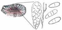 Drawing of cross-section of lichen fruiting body, ascus, and spores, Micarea melaena