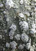Photo of lichen Pertusaria alpina