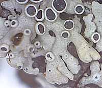 Photo of lichen Physcia aipolia