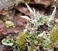 Photo of Cladonia coniocraea lichen