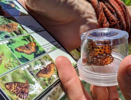 OFNC butterfly count 2020