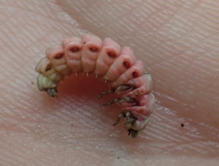 Photo of a glow-worm, or firefly larva, by day