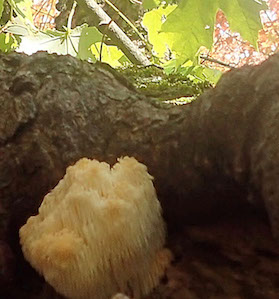 Photo of Bearded Tooth fungus inside cavity of living tree (Macoun Club study tree)