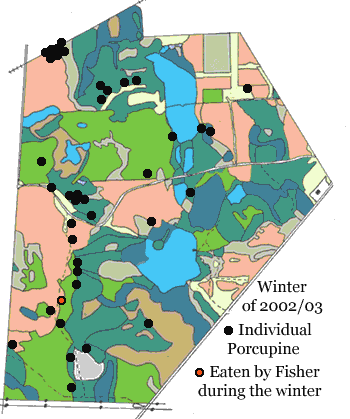 Map showing locations of the 39 Canadian Porcupines (Erithizon dorsatum) found in the Macoun Club Study Area in the winter of 2002/03