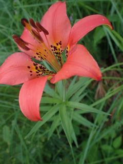 Photo of Wood Lily blossom
