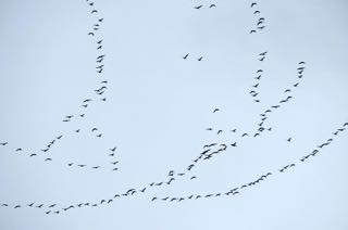 Photo of lines of Brant geese in the sky