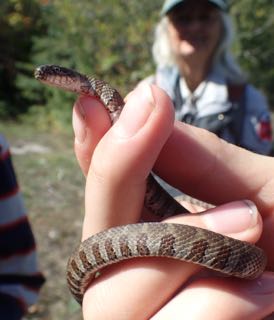 Photo of 10-inch-long Northern Water Snake
