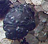 Photo of single apothecium of Sarcogyne clavus