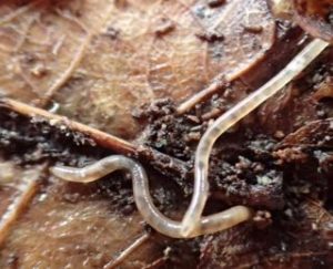 Photo of newly hatched earthworms found under a rotting log