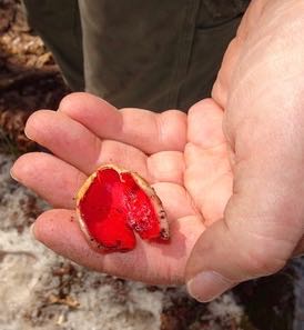 Photo of Scarlet Club fungus in the hand
