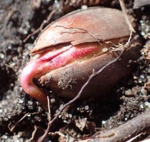 Photo of Red Oak acorn sending out its first root