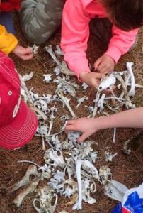 Photo of Macoun Club members discovering treasures in a trapper's bone pile