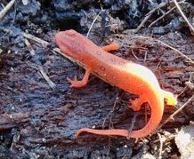 Photo of Red Eft exposed under a log