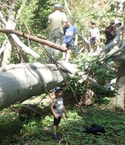 Photo of Macoun Club members climbing around in the crown of a very large, fallen American Beech tree