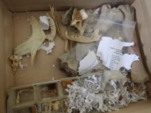 Photo of Macoun Cub skull collection, the catalogue shredded by a mouse building its nest