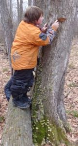 Photo pf Macoun Club member Alex Measures with his Study Tree in 2010