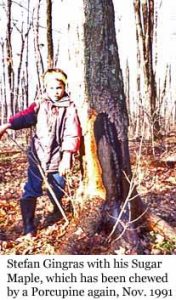 Photo of Macoun Club member Stefan Gingras with his Study Tree in 1991