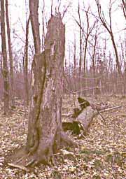 Photo of Macon Club Study Tree "Basswood 18*18" after it died, broke, and toppled