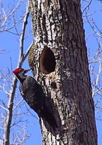 Photo of a Pileated Woodpecker about to enter a roosting hole in a Macoun Club member's Study Tree