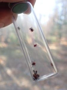 Photo of 17 Deer Ticks collected off clothing in the field