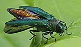 Photo of Emerald Ash Borer beginning to spread its wings