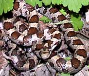 Photo of Milk Snake coiled up